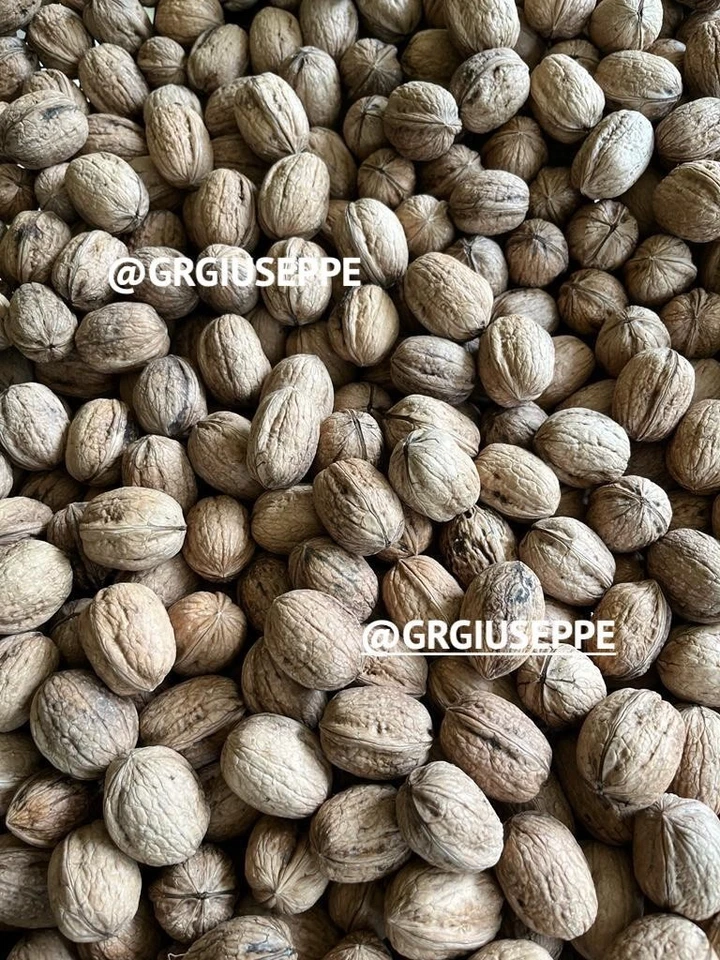 10 KG NOCI intere SORRENTO BIO secche NUOVA RACCOLTA 2025/26 origine CAMPANIA - Immagine 2 di 2