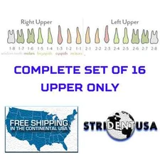 TEETH REPLACEMENT FOR TYPODONT 860 (UPPER ONLY) COMPATIBLE WITH COLUMBIA BRAND