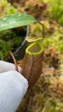 Nepenthes leonardoi FC-319: BE-4680 - pitcher plant - carnivorous plant
