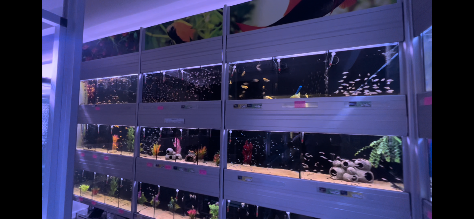Aquarium Racking Systems by Universal Aqua, any sizes, bespoke fish ...