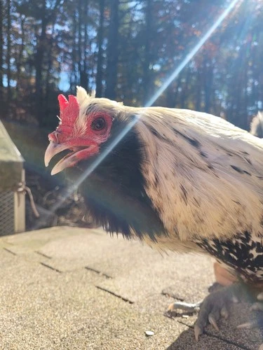 Lemon Owlbeard 6 Fertile Hatching Eggs, Very  Rare!