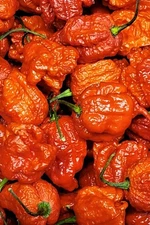 dragons breath pepper (15) Seeds VERY HOT!!!!!!  2.48 million Scoville