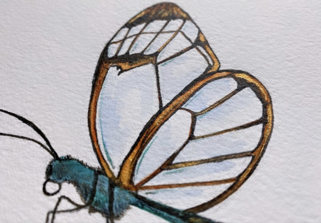 Original Clearwing Butterfly Art Drawing Illustration Watercolor Animal Artwork