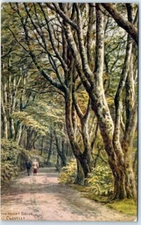 Postcard - The Hobby Drive, Clovelly, Bideford, England