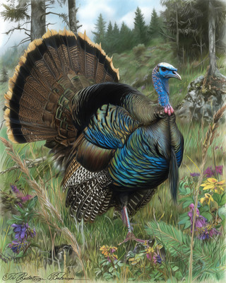 WILD TURKEY 12年 ★ネックプレート付き 8x10 Wild turkey tail fan display forest meadow - 954578422 | eBay