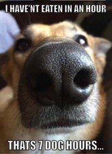 German Shepherd refrigerator magnet 3 1/2