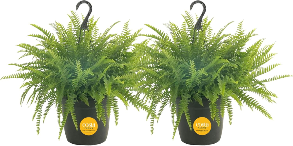Live Boston Ferns 2 Pack in Hanging Baskets - Premium Indoor House Plants