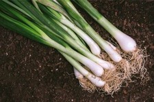 Onion Seeds, Tokyo Long White Bunching Onion Seeds, 