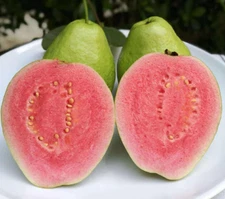 20Pcs seeds Lemon Guava Fruit Tree Seeds psidium Guajava