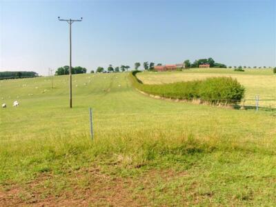 Photo 6x4 Windy Hill Middleton-on-Leven Sheep grazing on field leading up c2005