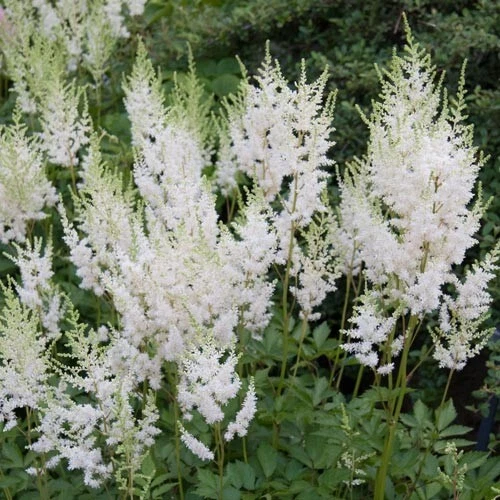 Ozark Mountain Plants Astilbe Perennial Plant - Thumbnail 3