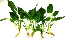 5x Amazon Sword Echinodorus Argentinensis Live Aquarium Aquatic Plants Fish Tank