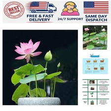 Flowering Aquatic Bonsai Lotus Seeds - 10 Count, Easy to Grow Indoors Outdoors