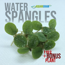 50 Leaf Water Spangles FREE BONUS PLANT Salvinia Minima Floating Plant