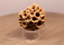 Coral Fossil Petoskey Crystal Mineral Specimen 1.8 Ounces