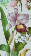 Antique 1800s Botanical Chromolithograph | “Familiar Flowering Plants” Book...