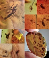 10 pieces authentic Myanmar insect Amber specimen fossil dinosaur age 9.24-19
