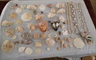 Large Lot of Seashells Coastal Conch  Coral Beach Decor Nautical Collection — photo 2