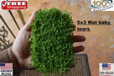 5x3 mat dwarf baby tears carpet wall Easy Aquarium aquascaping planted tank    