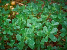 Green Purslane Seeds, Little Hogweed, Duckweed, Omega-3s, NON-GMO, FREE SHIPPING
