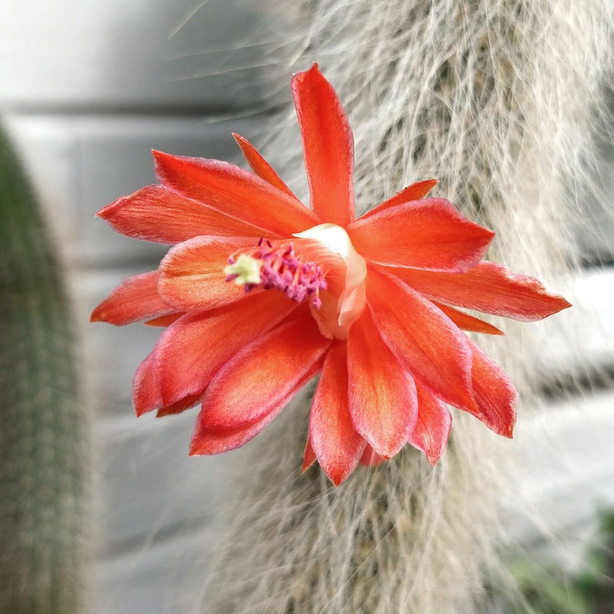 Hildewinteria Colademoninis Monkey tail trailing cactus unrooted 4