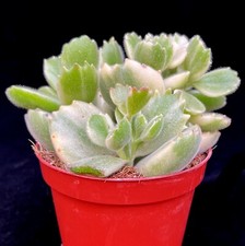 Cotyledon Ladysmithiensis  Varigata 'Variegated Bears Paw' Succulent in 8cm pot
