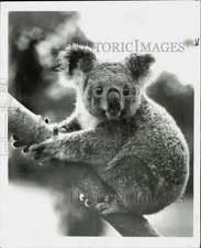 1983 Press Photo Cuddly koala bear in World Cavalcade's "Australian Outback"