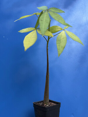 bonsai tree uk Broom Style Chinese Elm Bonsai main image 1