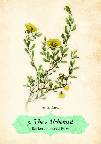 Oracle Of The Roses Cards Rockpool Cheralyn Darcey 44 Divinely Illustrated NEW - Foto 13 di 14
