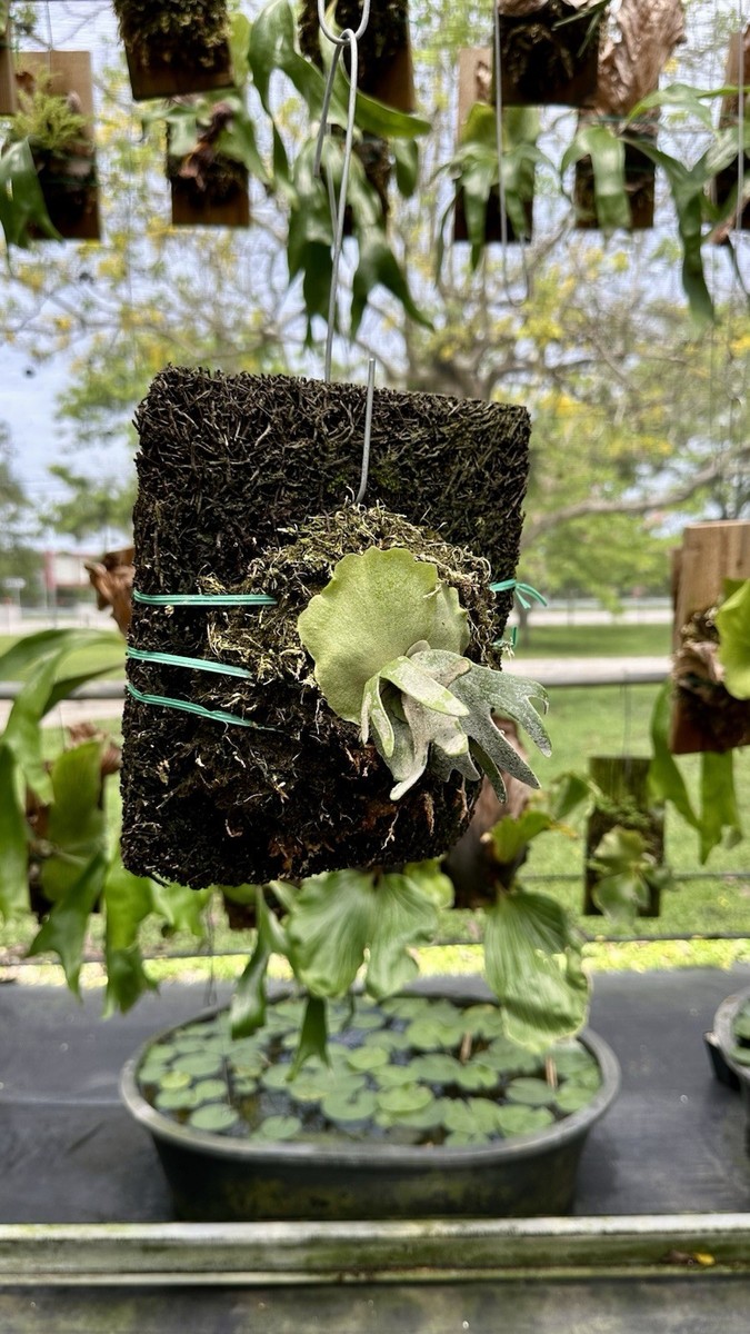 ESTABLISHED Staghorn Fern Platycerium willinckii 'Jade Girl' (Java