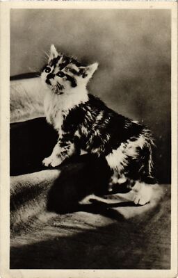 CPA AK CATS (1340493)