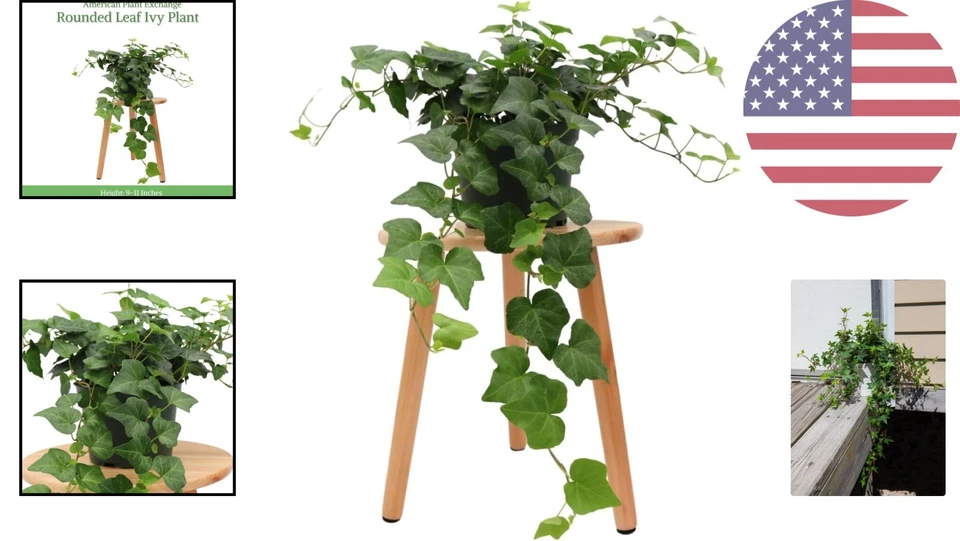 Lush English Ivy - 6-Inch Potted Trailing Vine for Stylish Home or Office Décor - Image 2 of 4