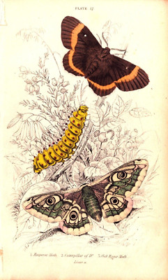 EMPEROR, OAK EGGER MOTH, CATERPILLAR Antique Butterfly engraving 1835