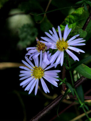 Photo 6x4 Michaelmas Daisies (Aster novi-belgii) Thursford Most of the Mi c2007