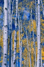 Photographs printed as 15"x30" gallery-wrap canvases, 1.5" deep bars, $170 each