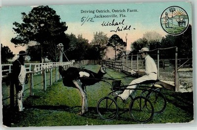 13265824 - Jacksonville Driving Ostrich Motiv USA