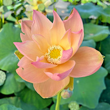 5 GOLDEN SUNSET LOTUS SEEDS - Nelumbo Nucifera
