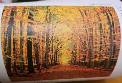 Ohpopsi - Autumn Leaves - Autumn Forest - Carbon - XLWS0058 Wandbild SAS SEE 