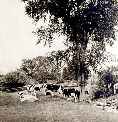 Aroostook Farm Cows & Winthrop Pines Maine 1924 Gravure Print New England DWT8B
