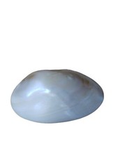 Natural Shell Belt Buckle By Tropical Shell World USA Medium