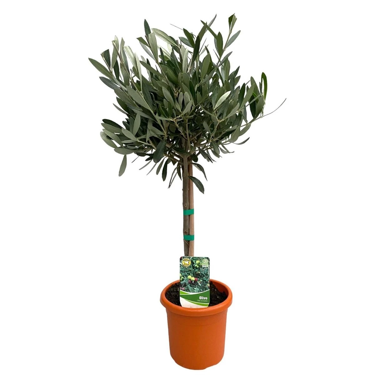 thuja homeopathic medicine Thuja Occidentalis main image 1