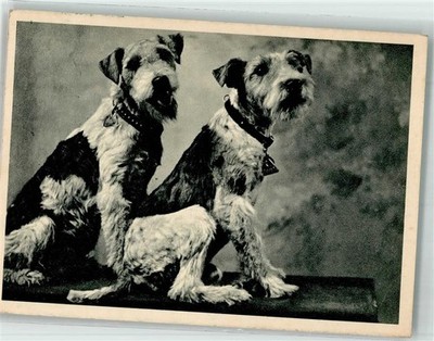 39893107 - Twins Terrier 1948