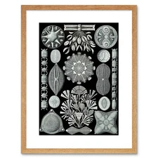 Painting Haeckel Plate 84 Kunstformen Natur Diatoms Framed Print 9x7 Inch