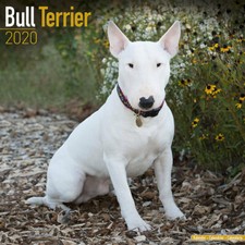 Calendrier 2020 - BULL TERRIER