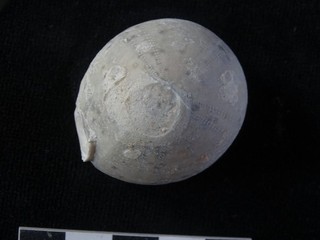 Oursin Fossile Echinocorys orbis Dordogne France n°2