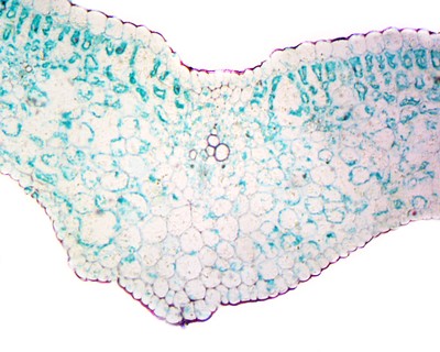 Lilium Leaf; Cross Section by Go Science Crazy