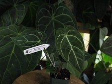 Anthurium Carlablackiae X Antolakii X Big Black Block X Regale Anthurium Carlablackiae X Antolakii X Big Black Block X Regale