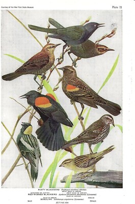 1936 Vintage FUERTES BIRDS #73 ''RED-WINGED BLACKBIRD &'' Color Plate Lithograph