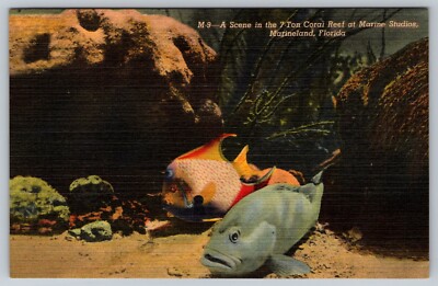 Scene In 170' Coral Reef At Marine Studios Marineland Florida FL Postcard