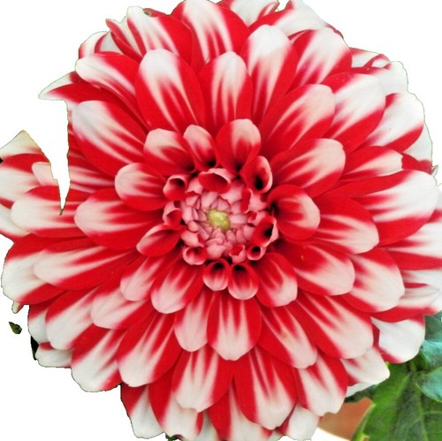 50 Dahlia Seeds Figaro Red Shade Dahlia Seed | eBay